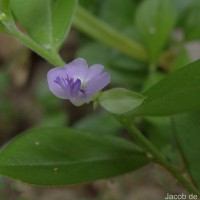 Polygala macrolophos Hassk.
